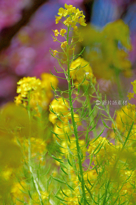 油菜花/油菜花与樱花背景